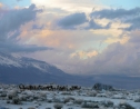 Elk in Snowstorm